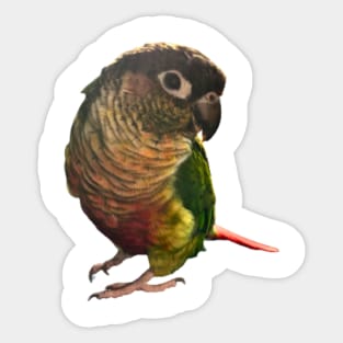 Green Cheek Conure Parrot Bird design, Love for birds Sticker